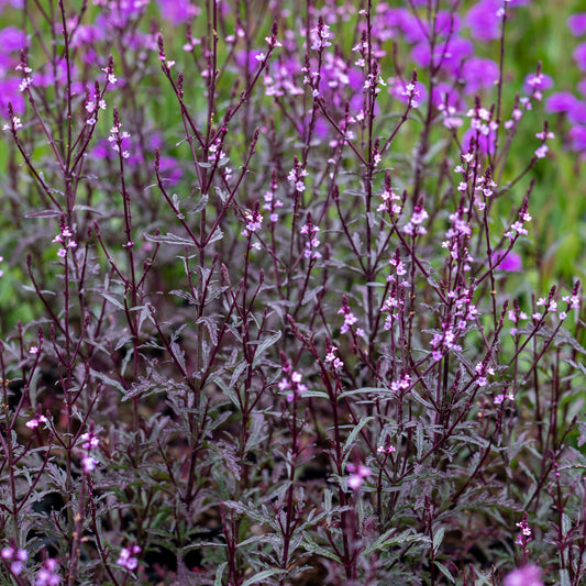 Verbena officinalis 'Bampton'