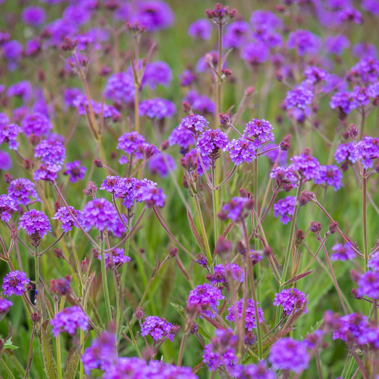 Verbena rigida
