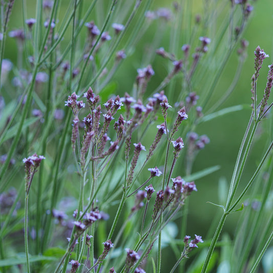 Verbena macdougalii 'Lavender Spires'