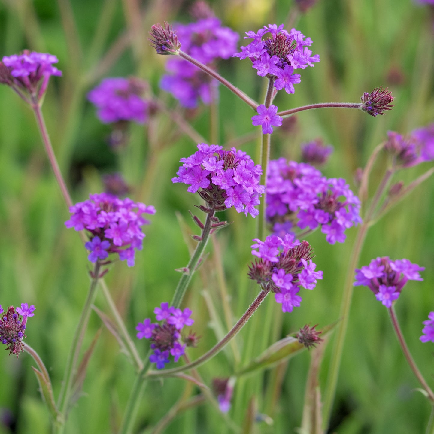 Verbena rigida