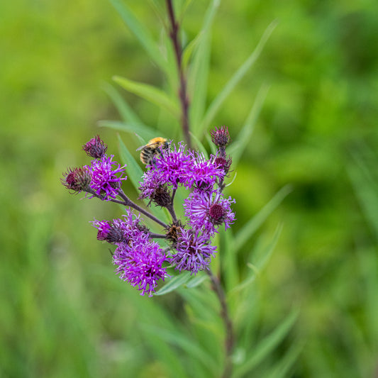 Vernonia angustifolia × missurica - Hardy's Cottage Garden Plants
