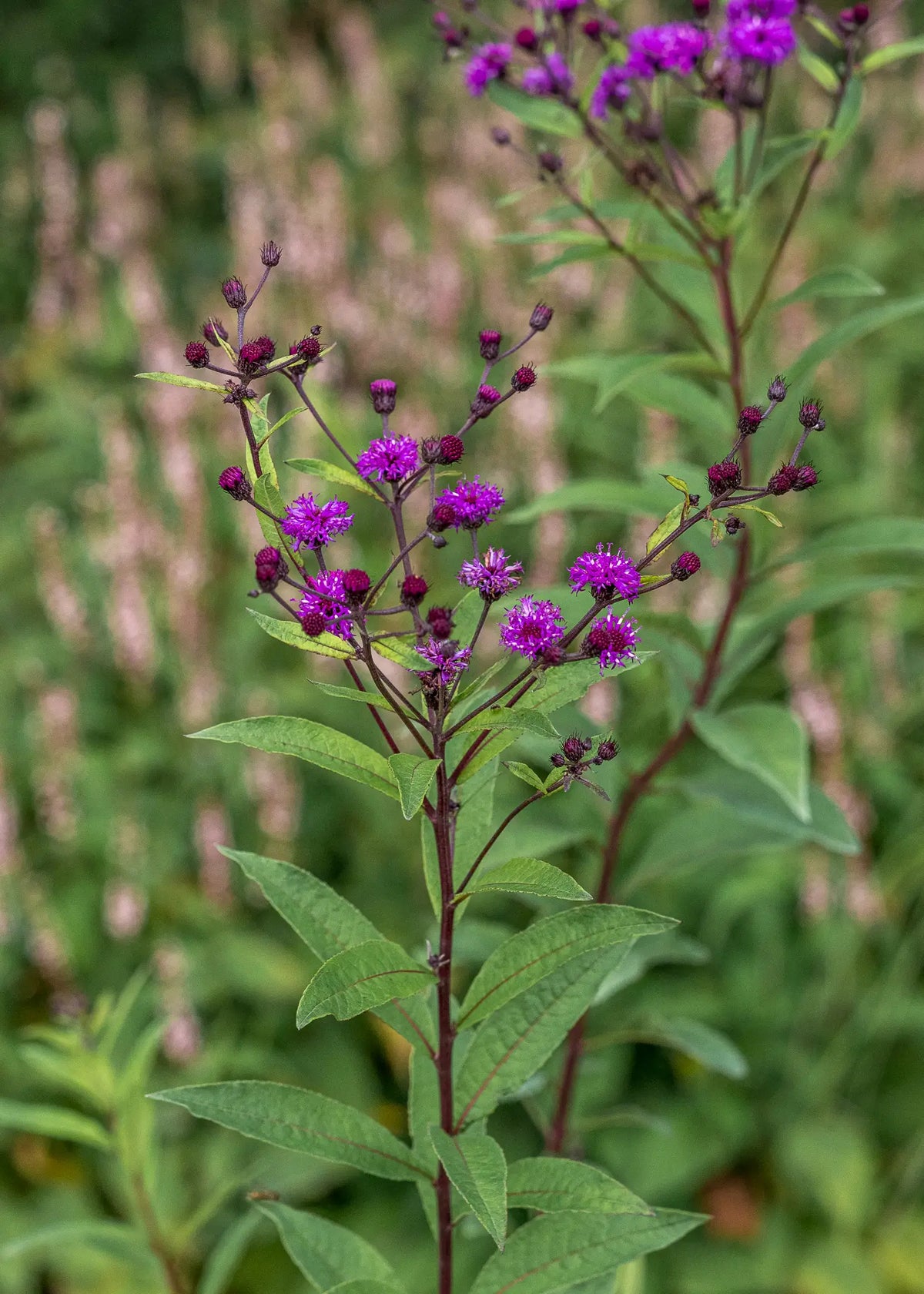 Vernonia noveboracensis - Hardy's Cottage Garden Plants