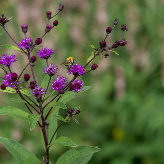 Vernonia noveboracensis - Hardy's Cottage Garden Plants