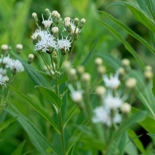 Vernonia noveboracensis 'White Lightning' - Hardy's Cottage Garden Plants