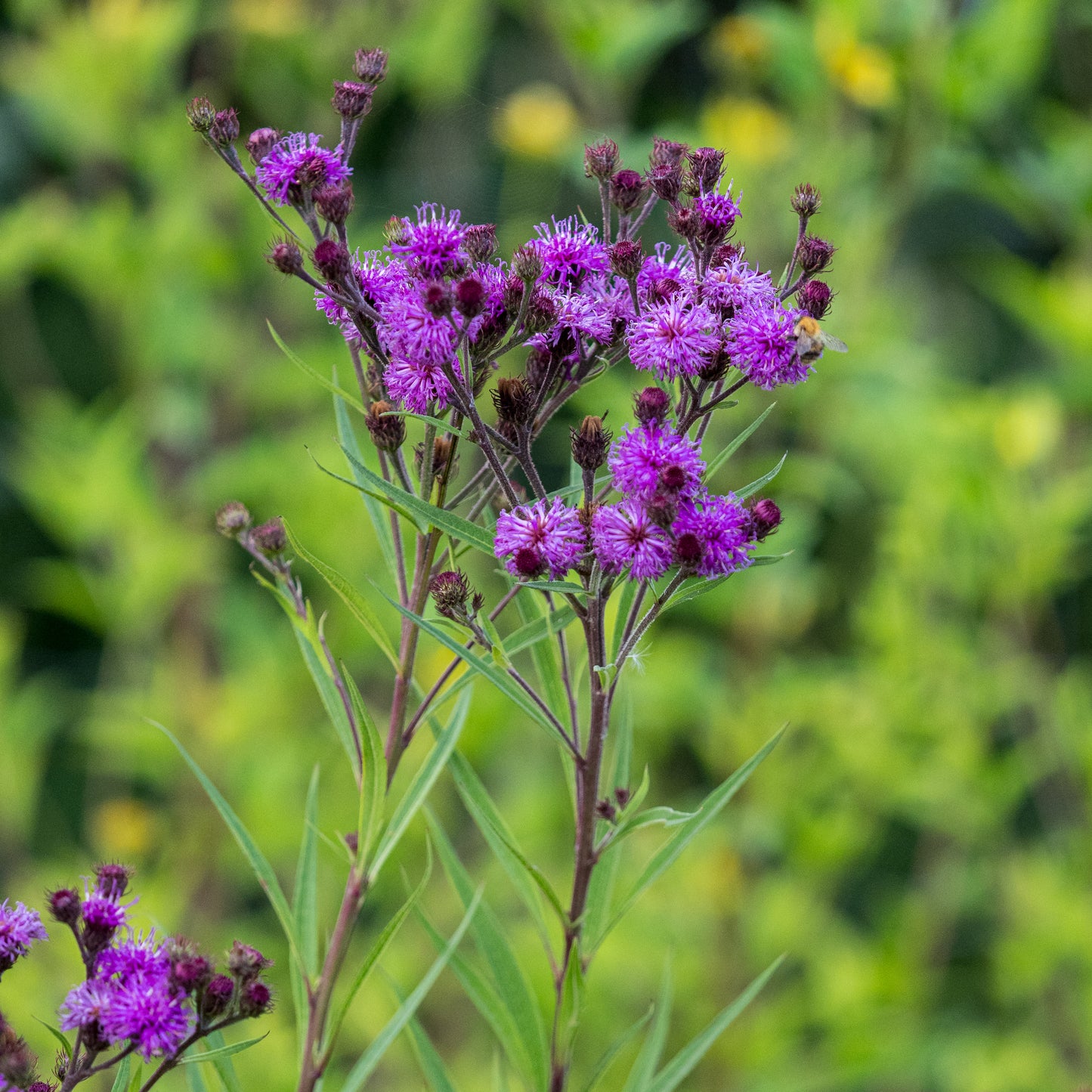 Vernonia angustifolia × missurica