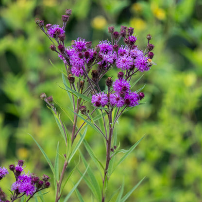 Vernonia angustifolia × missurica - Hardy's Cottage Garden Plants