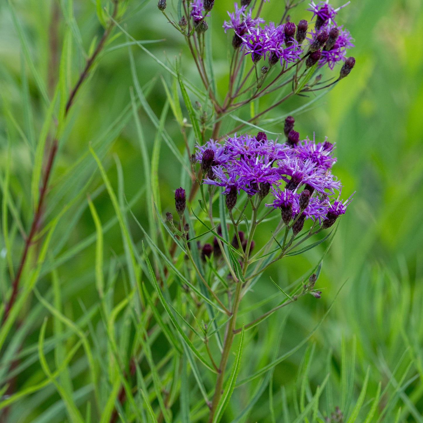 Vernonia lettermannii