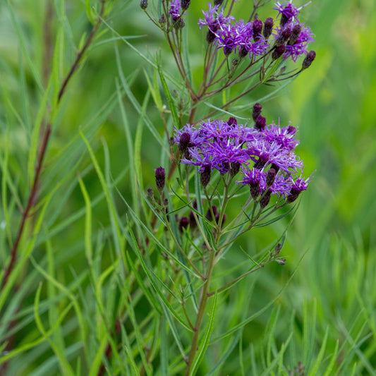 Vernonia lettermannii