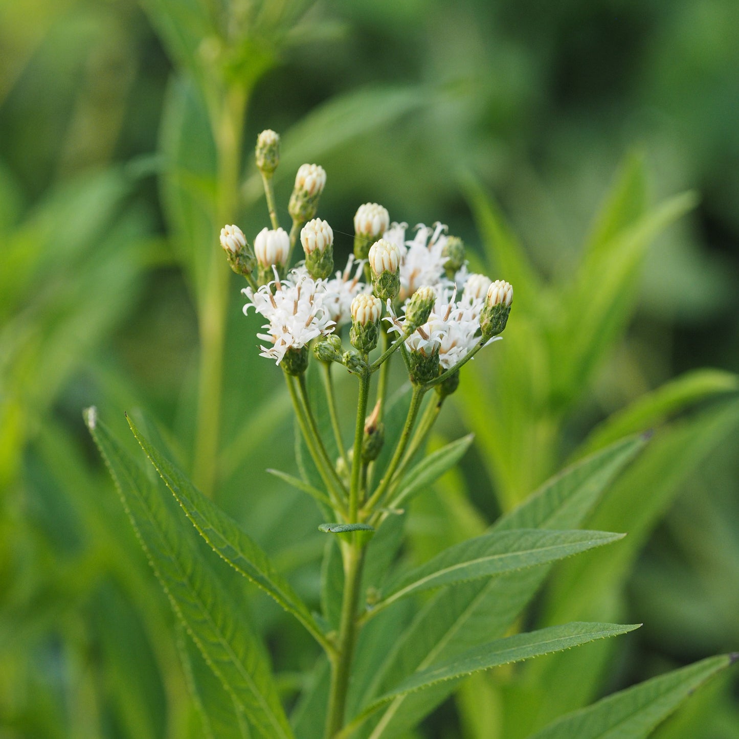 Vernonia noveboracensis 'White Lightning'