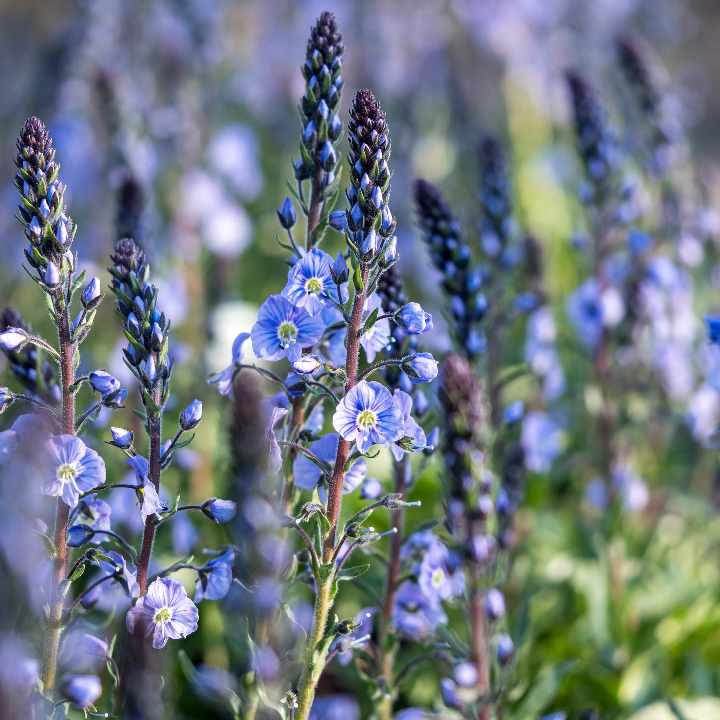 Veronica gentianoides Dark Form
