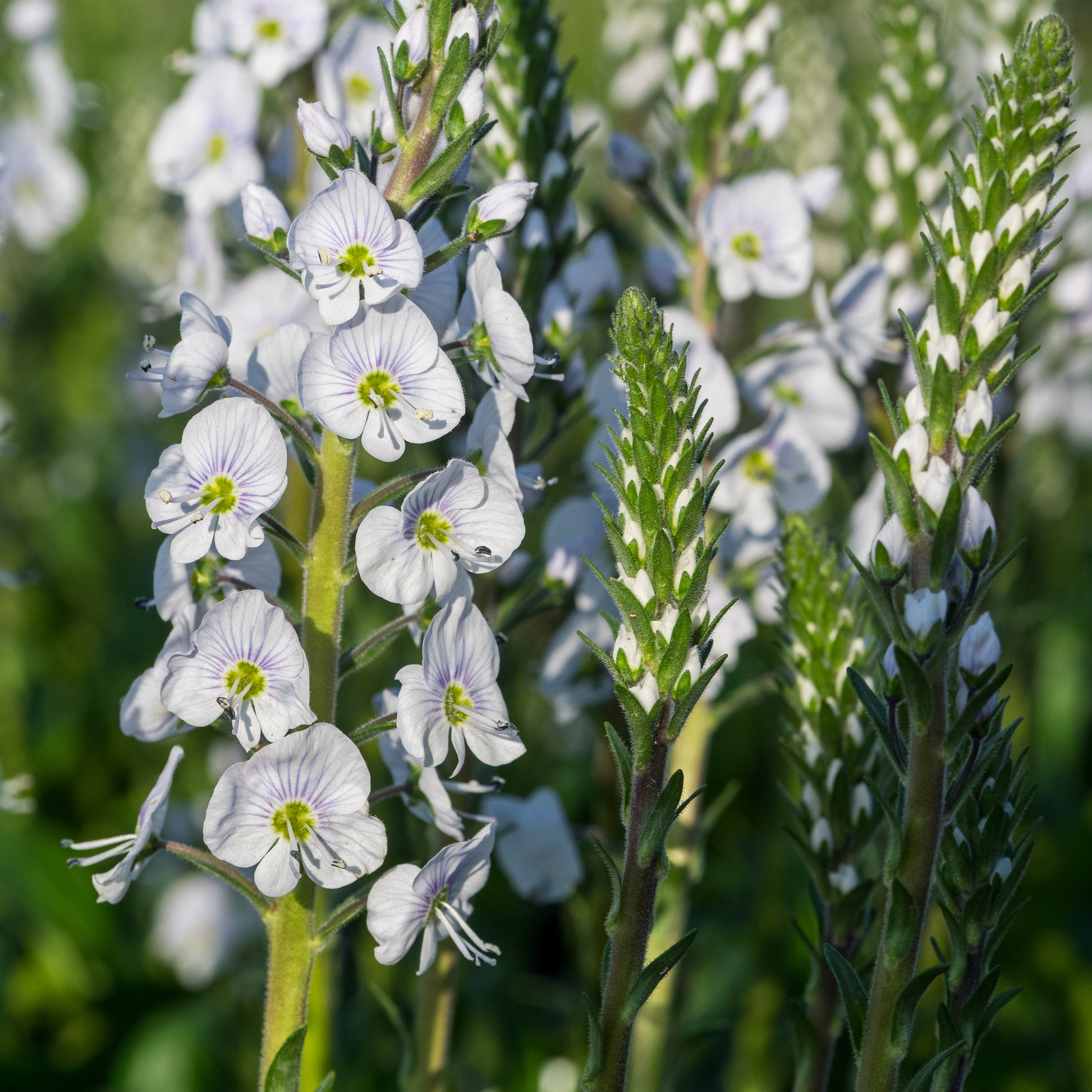 Veronica gentianoides 'Tissington White' - Hardy's Cottage Garden Plants
