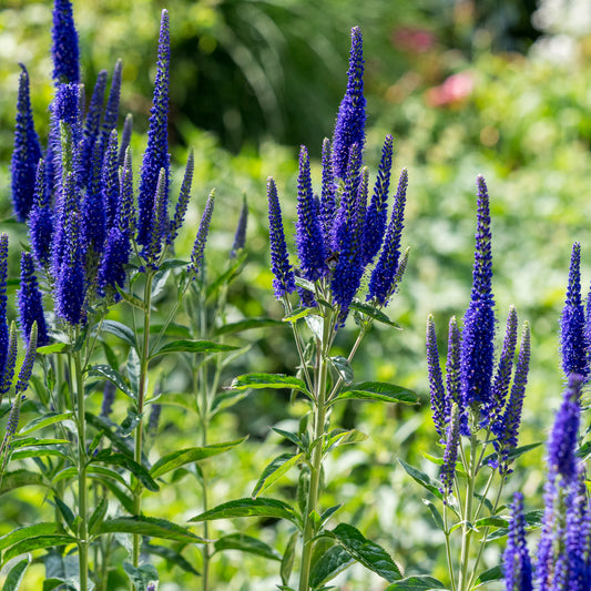 Veronica longifolia 'Marietta'PBR