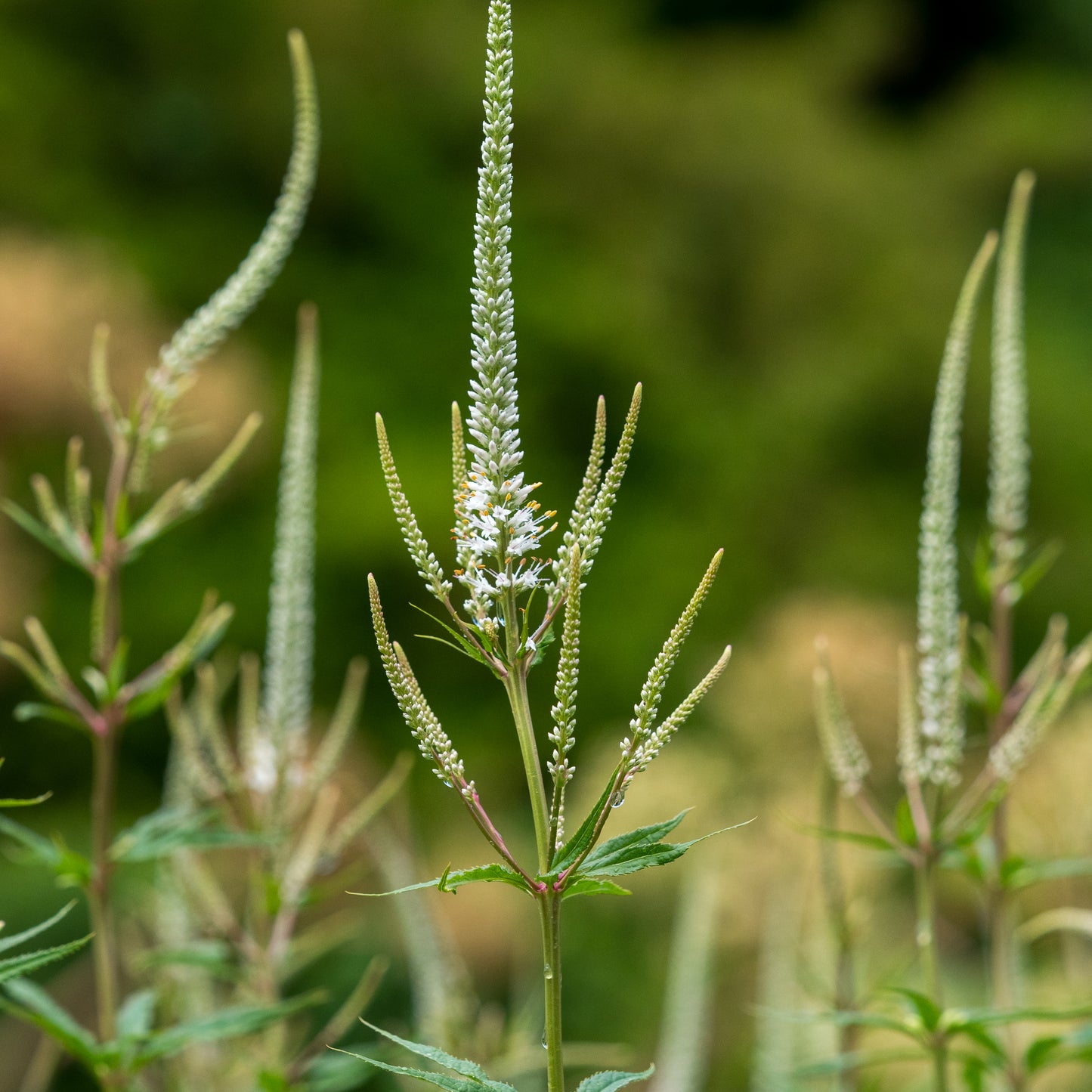 Veronicastrum virginicum 'Album' - Hardy's Cottage Garden Plants