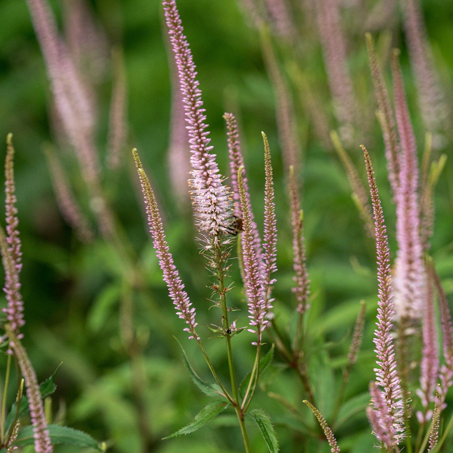Veronicastrum virginicum roseum