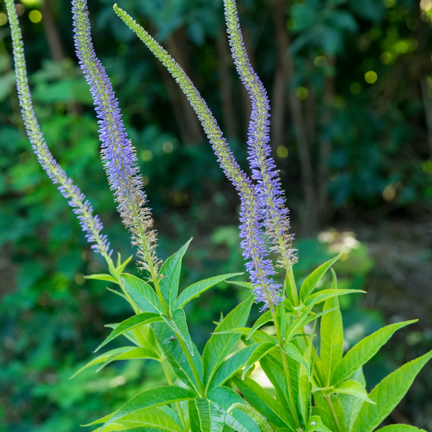 Veronicastrum virginicum 'Apollo' - Hardy's Cottage Garden Plants