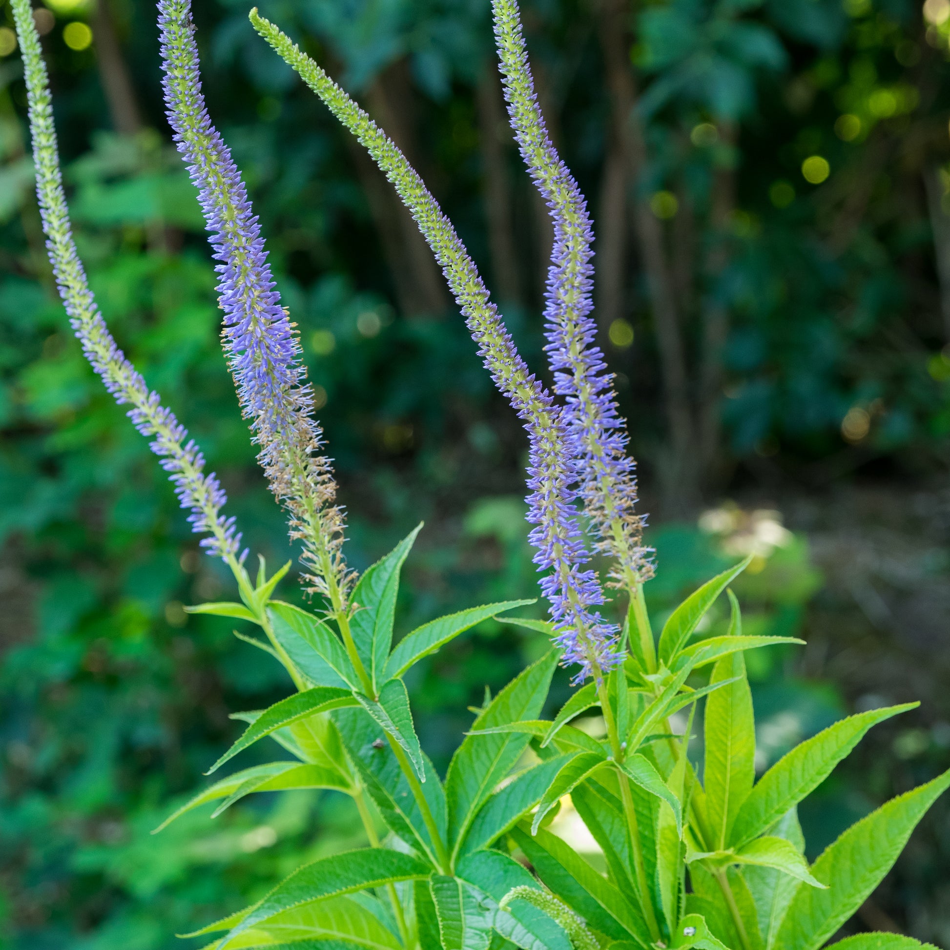 Veronicastrum virginicum 'Apollo' - Hardy's Cottage Garden Plants