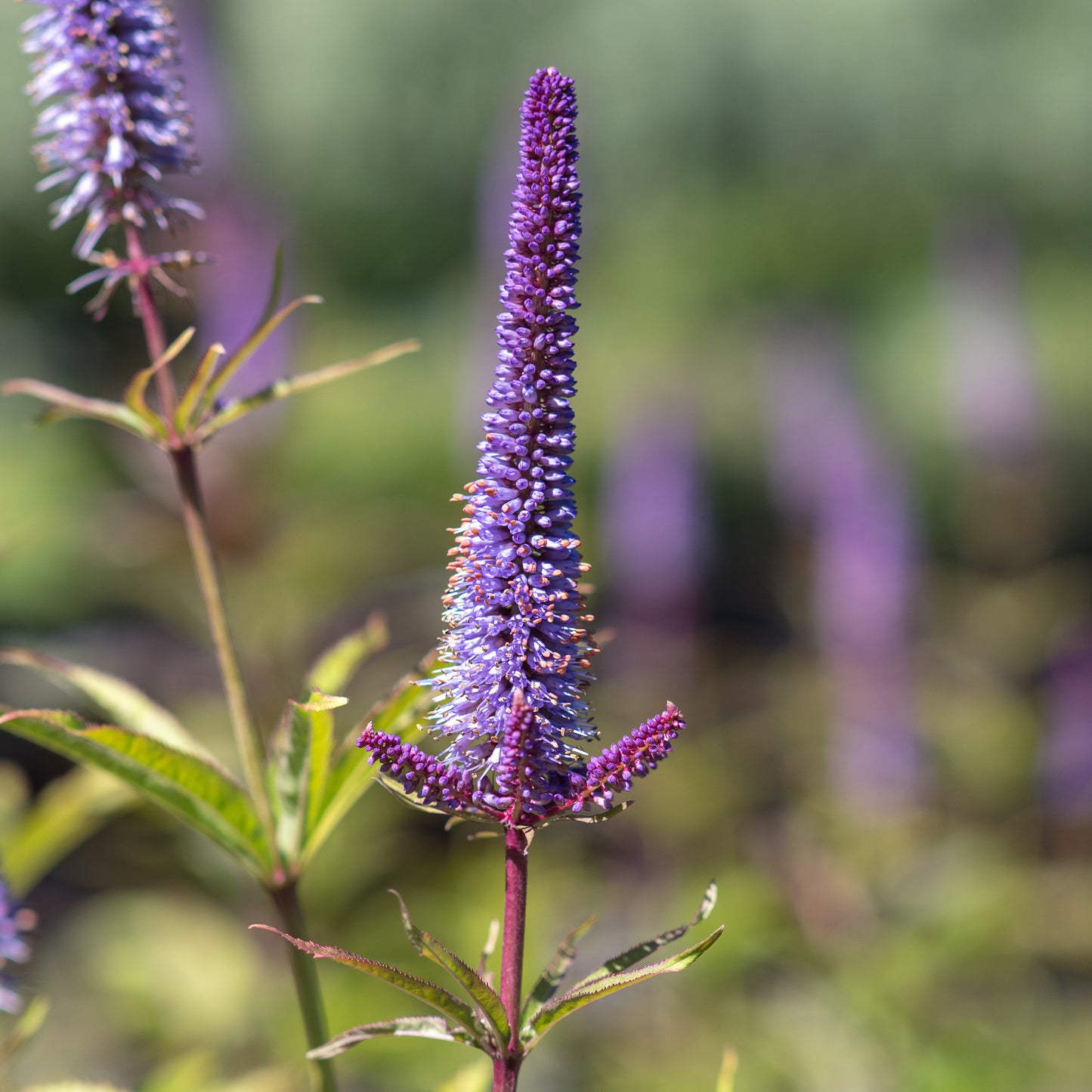 Veronicastrum virginicum 'Cupid' - Hardy's Cottage Garden Plants