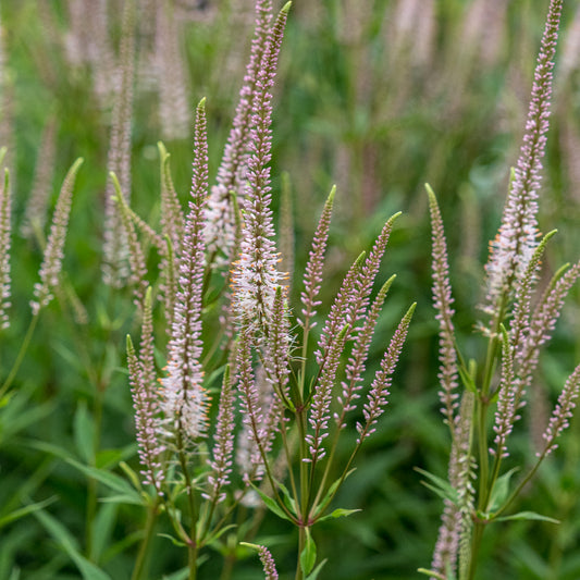 Veronicastrum virginicum f. roseum 'Pink Glow'