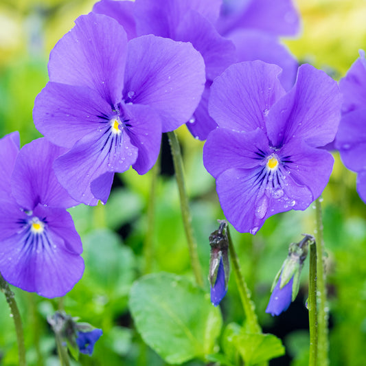 Viola 'Avril Lawson' (Va)