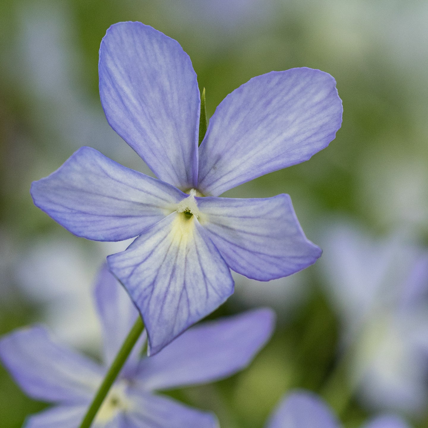 Viola 'Belmont Blue' (C)' - Hardy's Cottage Garden Plants