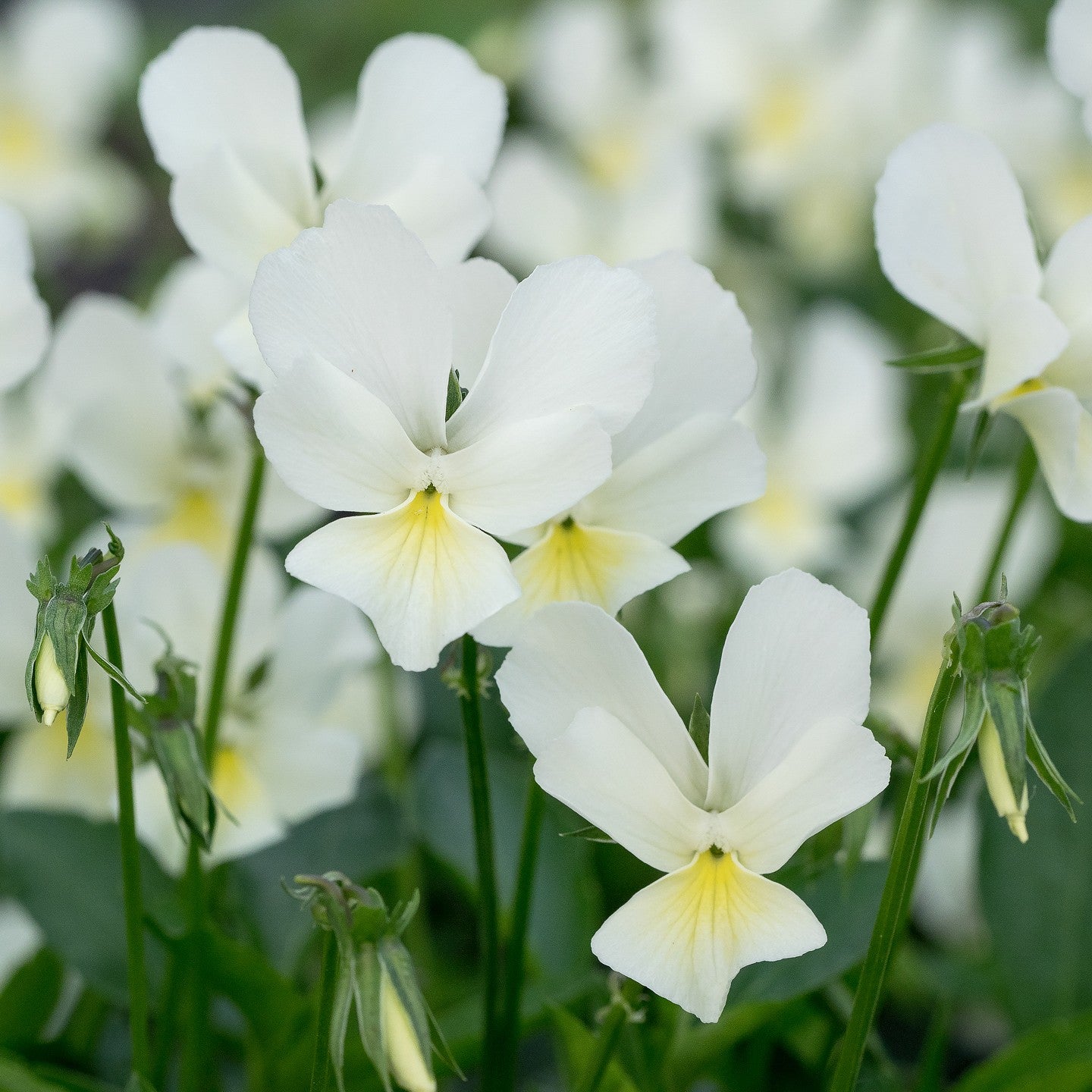 Viola lutea