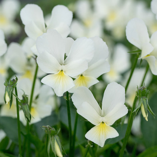 Viola lutea
