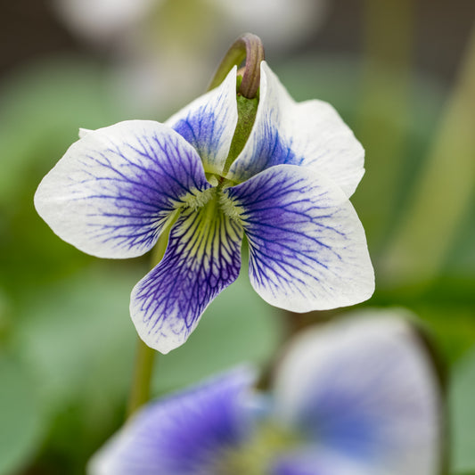 Viola sororia 'Priceana' (Vt)