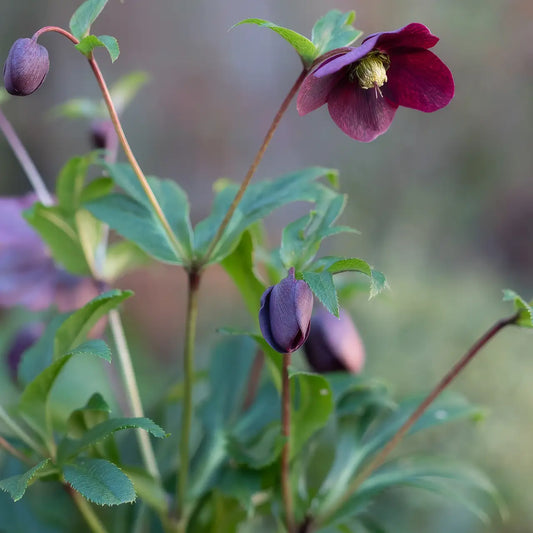 Helleborus × hybridus 'Victoria' ('Jhe00091'PBR) (ViV Series) - Hardy's Cottage Garden Plants