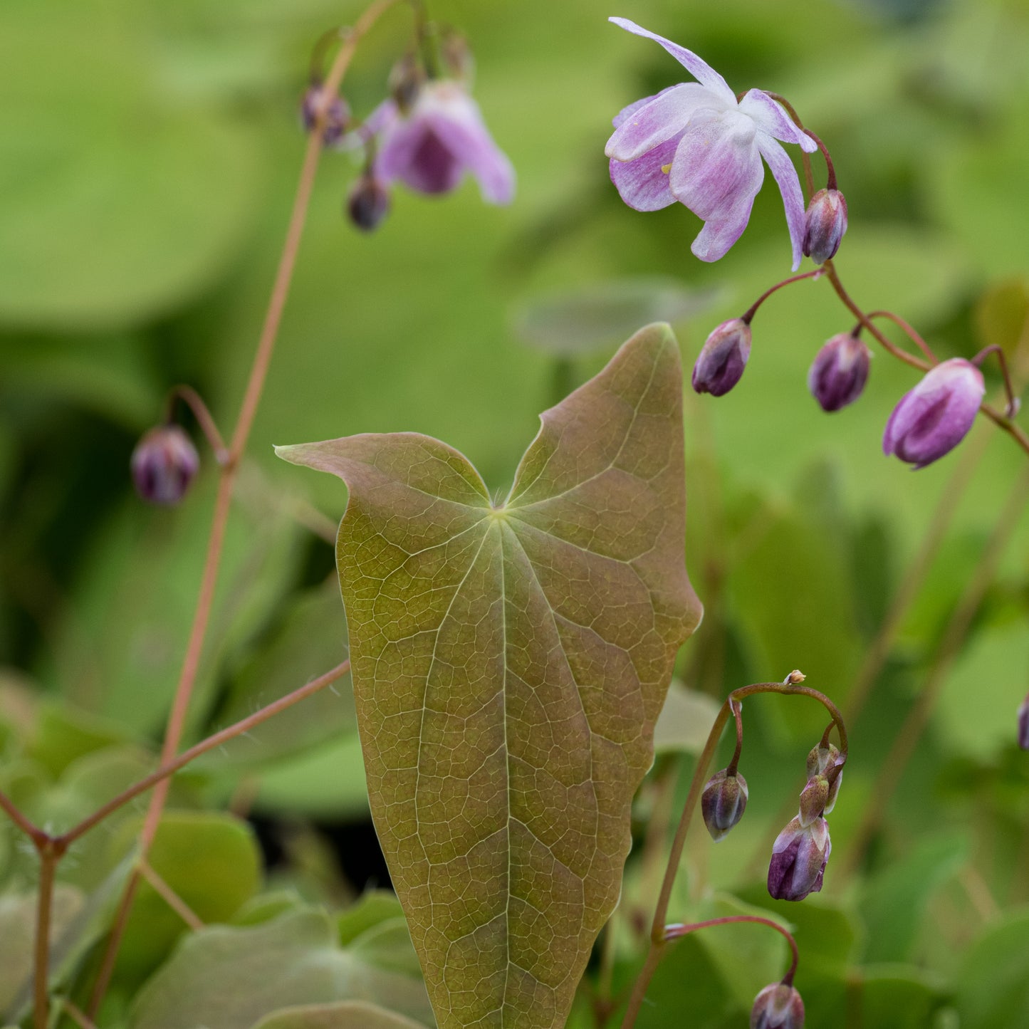 Epimedium x youngianum 'Roseum' - Hardy's Cottage Garden Plants