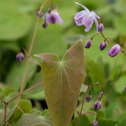 Epimedium x youngianum 'Roseum'