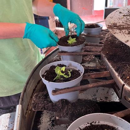 A person wearing a light green shirt and teal gloves plants small green seedlings into grey plastic pots filled with dark soil, using a mechanical potting machine