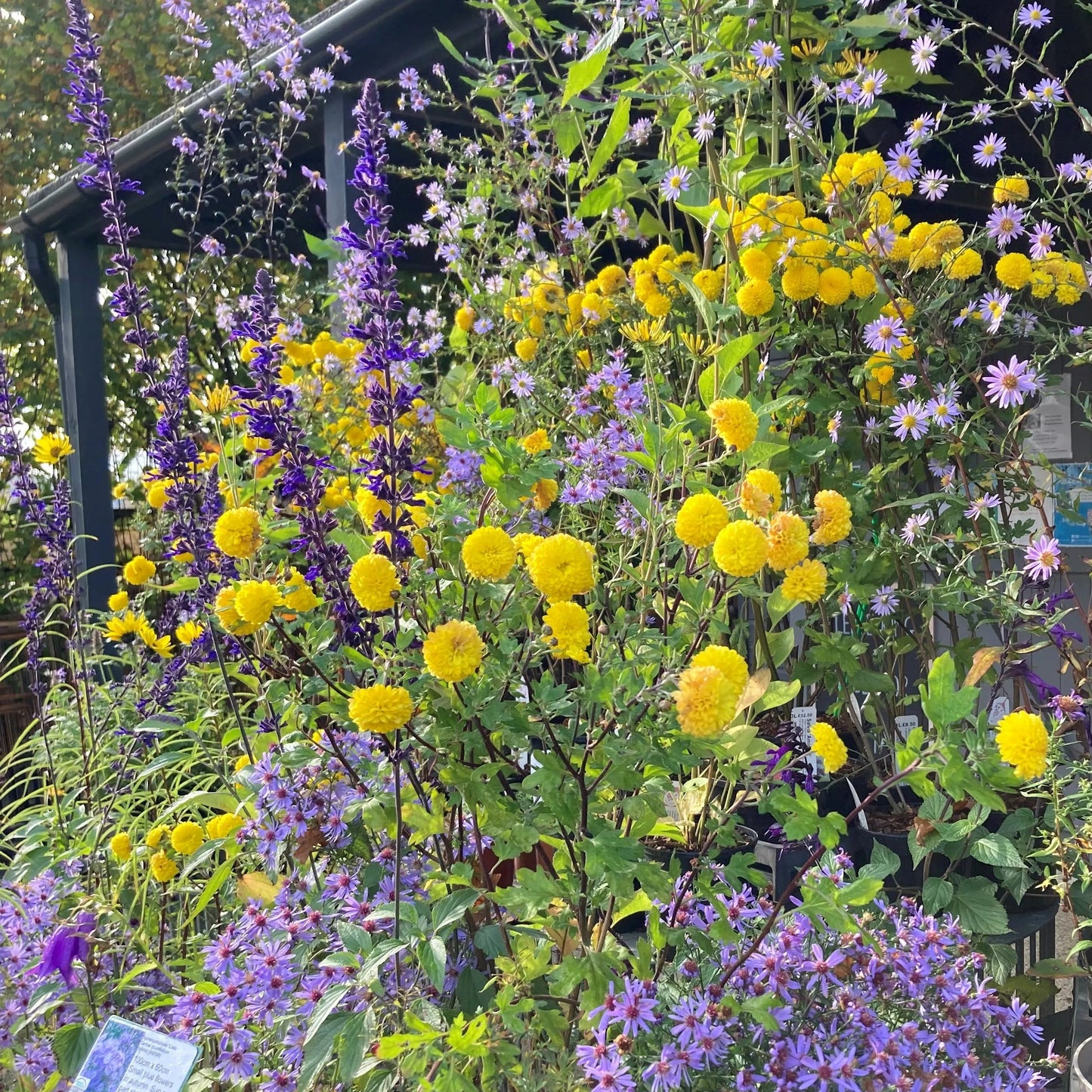 Hardy's Cottage Garden Plants display of peat free herbaceous perennials found in October