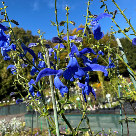 Behind the scenes tour 7 October 2026 - Hardy's Cottage Garden Plants