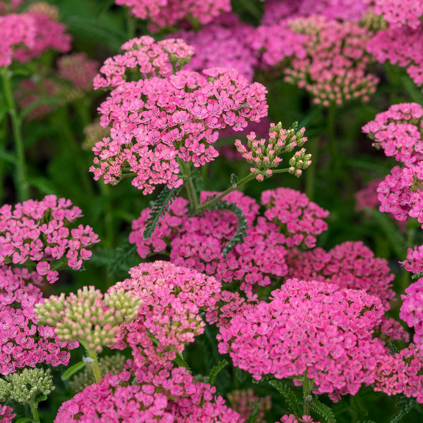 Achillea 'Gloria Jean'