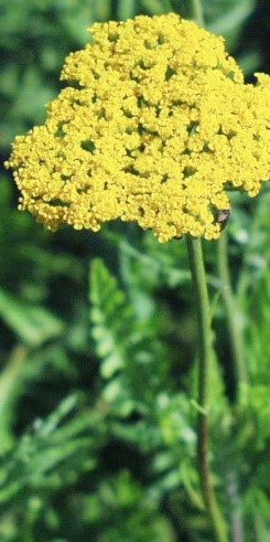 Achillea Cloth of Gold