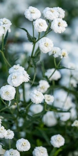 Achillea PeterCottontail