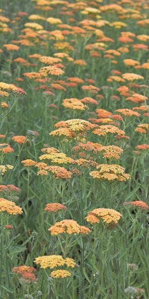 Achillea Terracotta