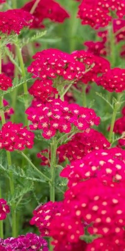 Achillea Pomegranate