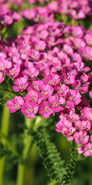 Achillea Gloria Jean