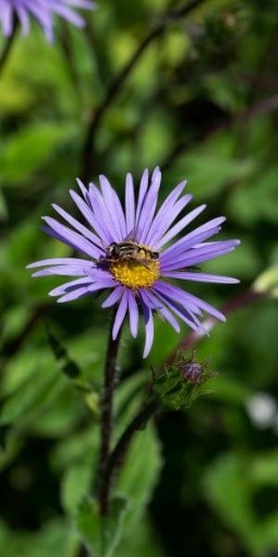 Aster peduncularis