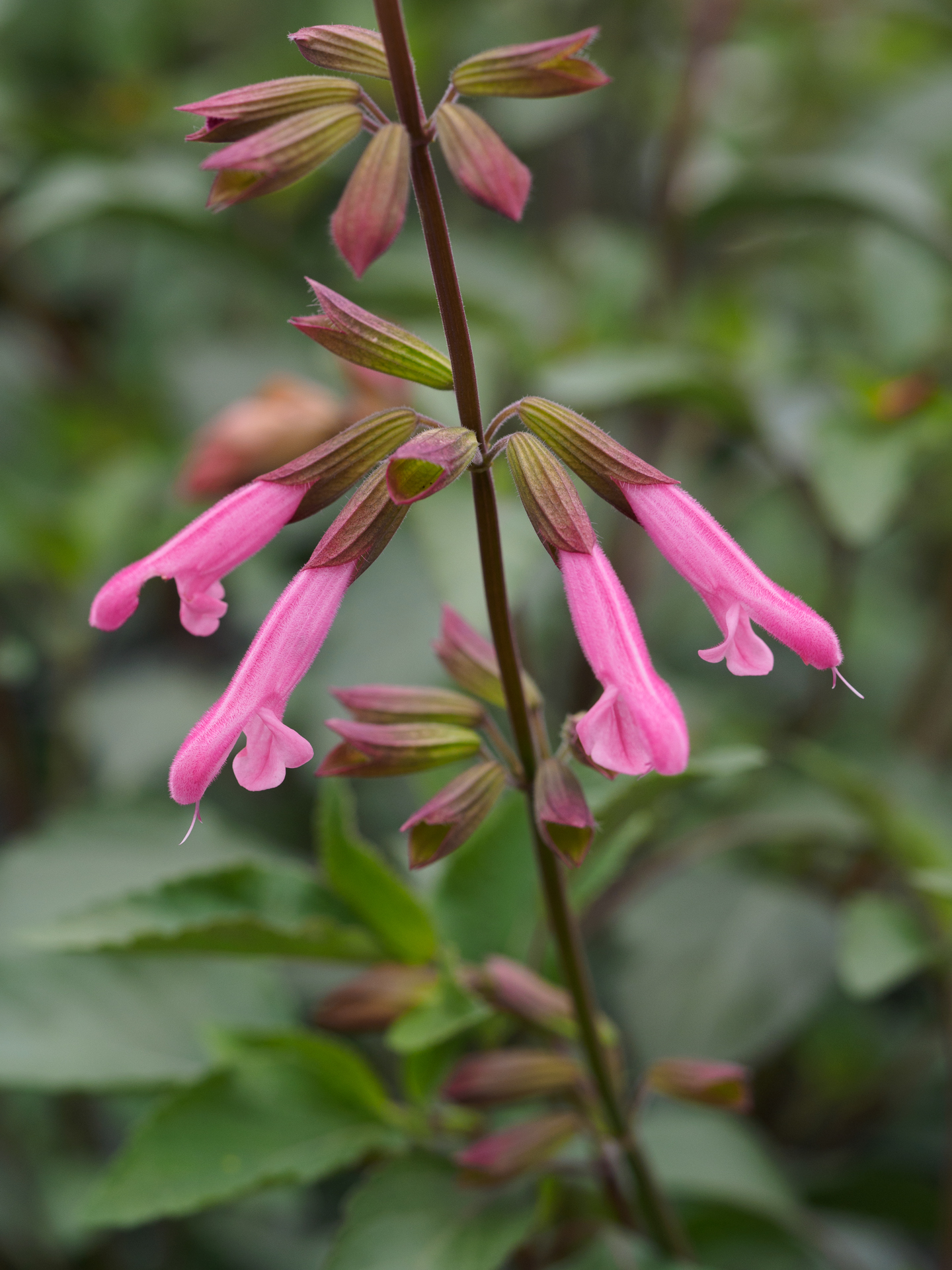 SALVIA 'Kisses and Wishes'