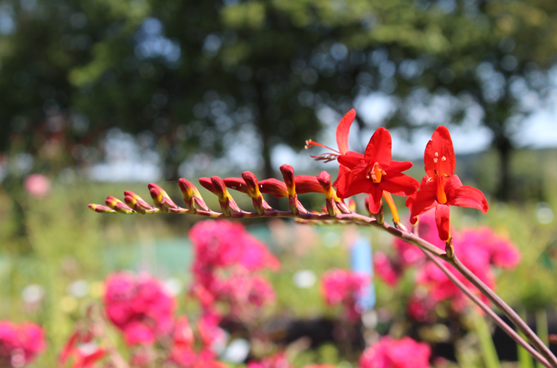 Crocosmia by Isabella