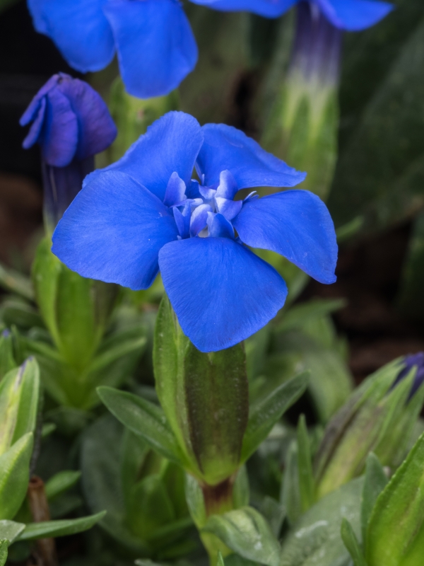 Gentiana verna