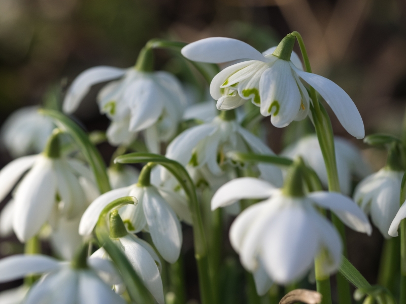 Galanthus nivalis f.pleniflorus (Flore Pleno)