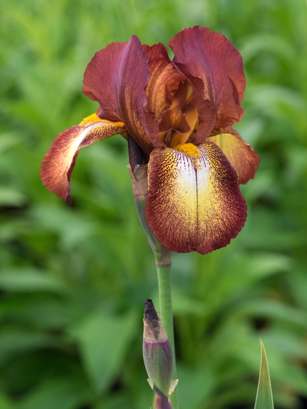 Iris 'Kent Pride'