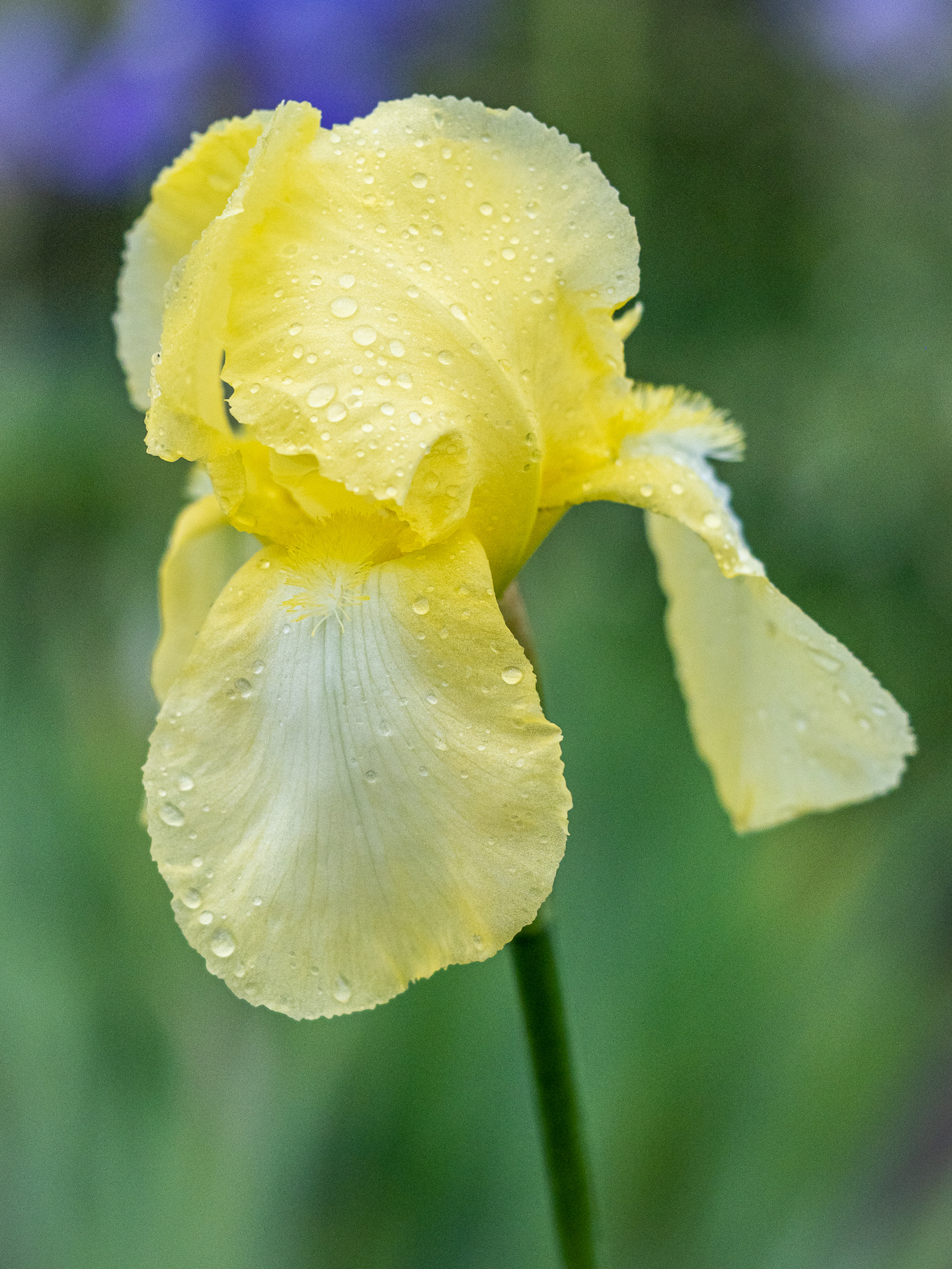 Iris 'Lemon Ice'