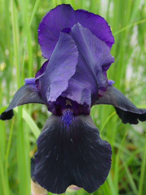 Iris 'Deep Black'