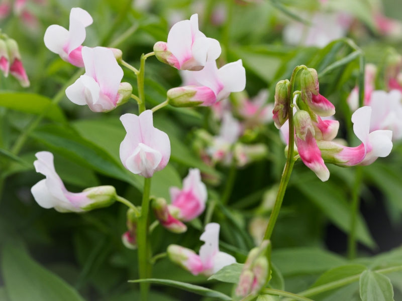 Lathyrus vernus 'Alboroseus'