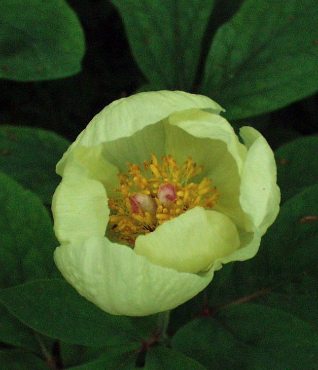 Paeonia 'Molly The Witch@