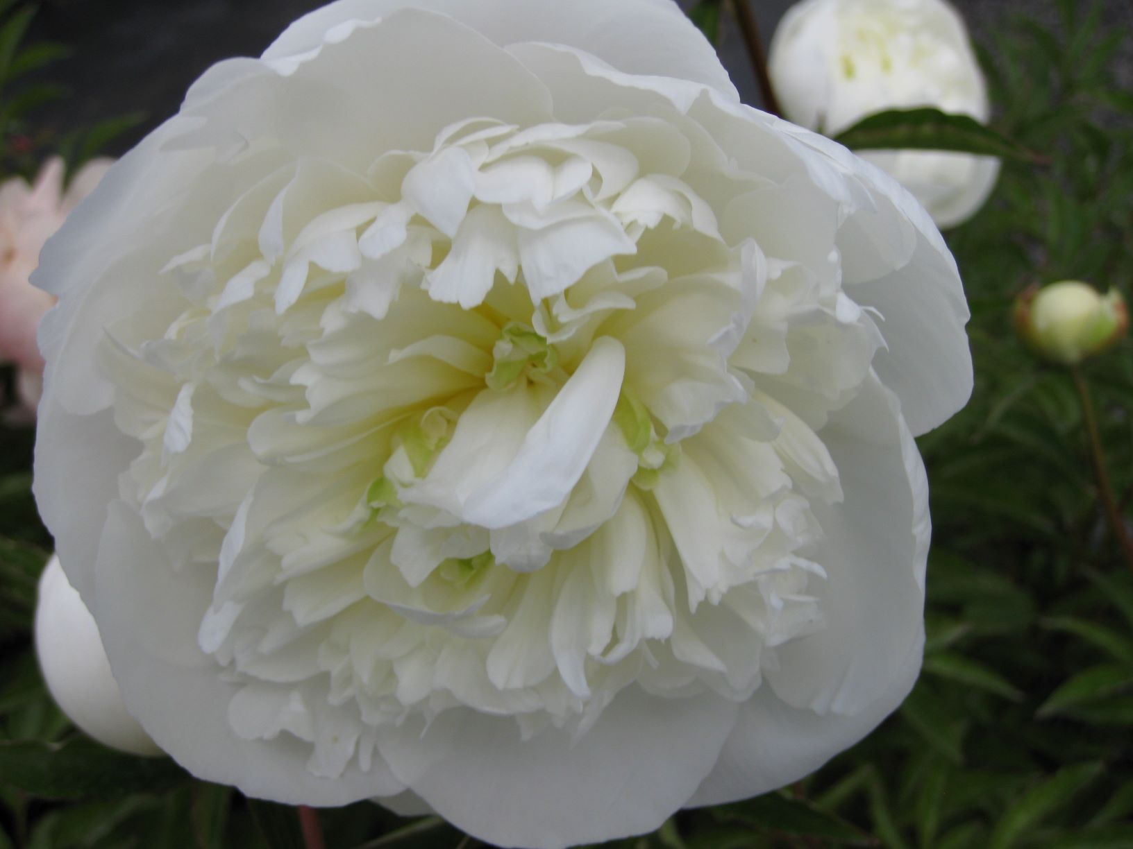 Paeonia 'Duchess de Nemours'